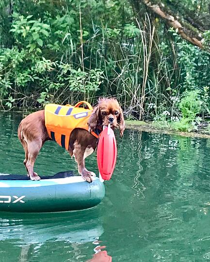 Cavalier King Charles: Sie verbindet Menschen und mit ihr zusammen macht alles mehr Spaß.