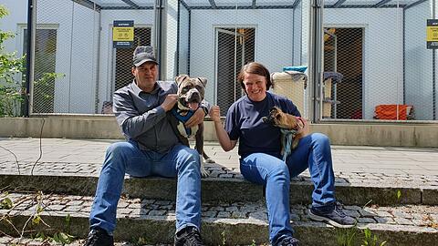 Claus Reichinger mit American Staffordshire Terrier Ace und Hündin Alfi im Arm von Tierheim-Leiterin Eva-Maria Natzer.