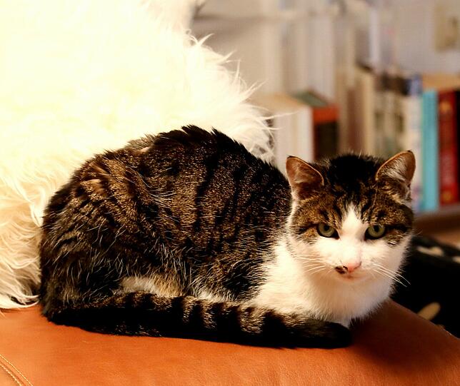 Nach zwei Wochen Qual wieder daheim: Kater Paulchen.