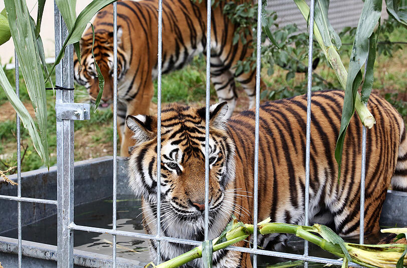 Die sechs Tiger können im Außengehege auf 350 Quadratmetern baden und toben.