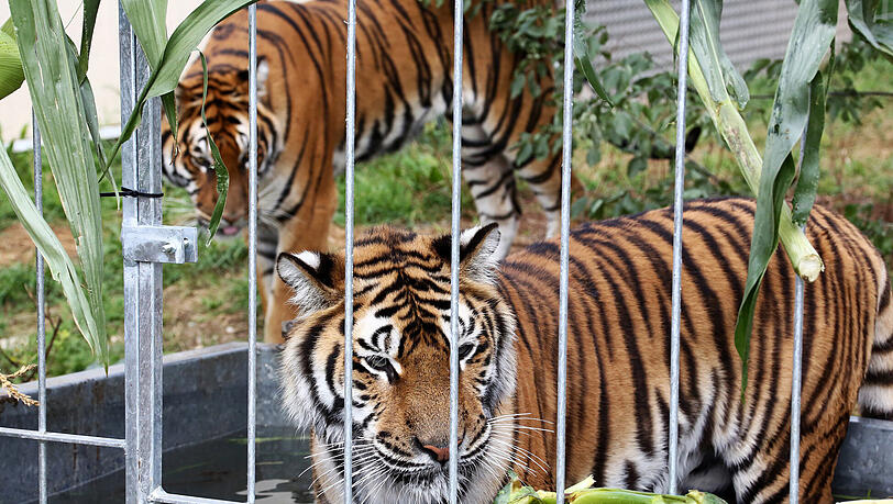 Die sechs Tiger können im Außengehege auf 350 Quadratmetern baden und toben. Die sechs Tiger können im Außengehege auf 350 Quadratmetern baden und toben.