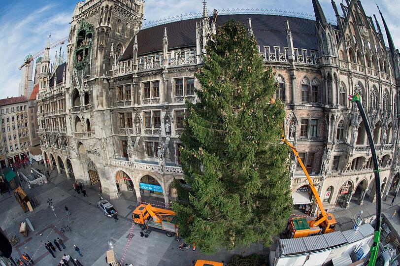 Der Christbaum vor dem Münchner Rathaus: Seit Mittwoch in der Früh steht der 26-Meter-Koloss.