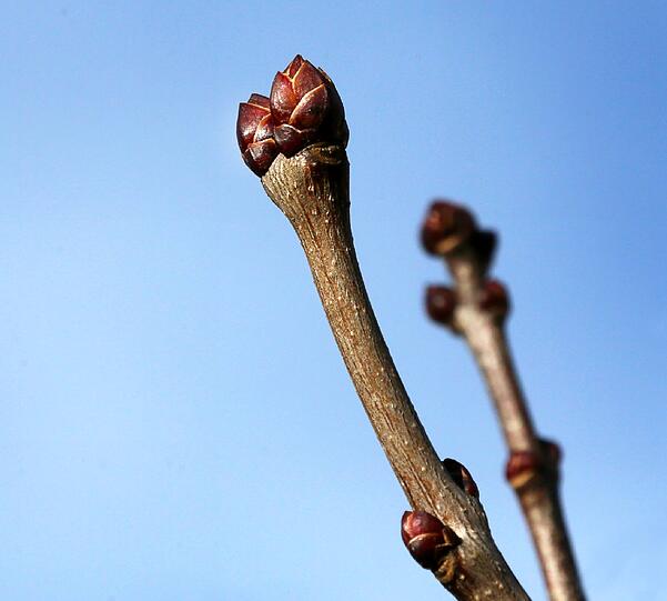 Februar 2014 - der verfrühte Frühling in Obermenzing: Knospen.