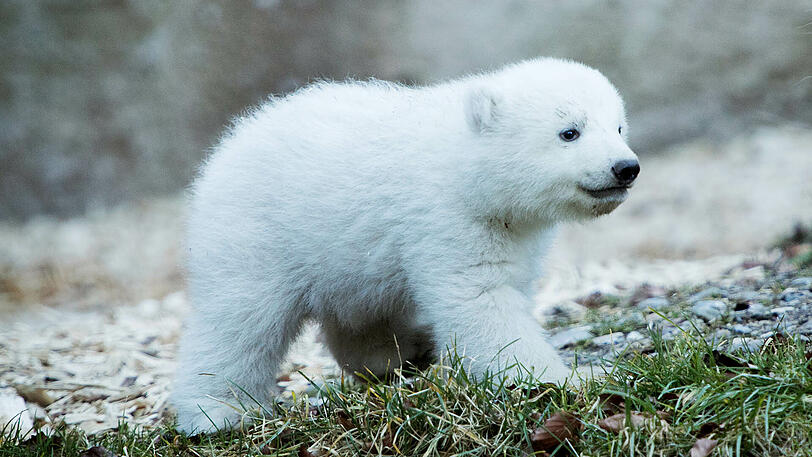 Voraussetzung für den Namen für das Eisbären-Baby: Er muss mit dem Buchstaben "Q" beginnen.