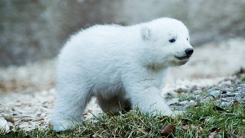 Voraussetzung für den Namen für das Eisbären-Baby: Er muss mit dem Buchstaben "Q" beginnen.