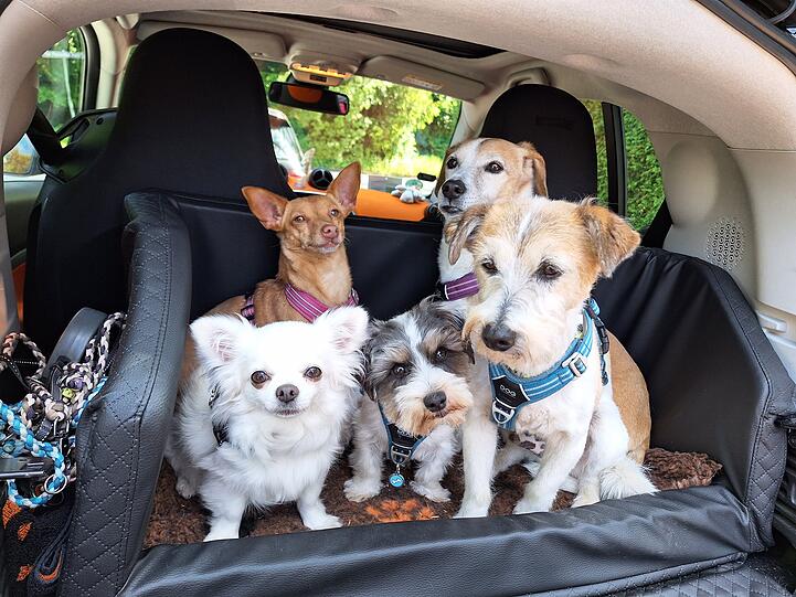 Oben: Sissi und Holly / Unten: Coco, Jojo, und Wiggerl (Mischlings-Hunde)