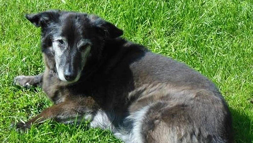 Die Familie vermisst ihren Camillo sehr, er lebt seit 14 Jahren bei ihnen. Wer hat den Rüden gesehen? Die Familie vermisst ihren Camillo sehr, er lebt seit 14 Jahren bei ihnen. Wer hat den Rüden gesehen?