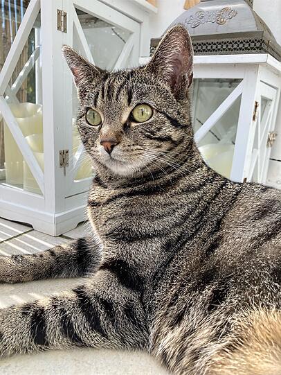 Maya