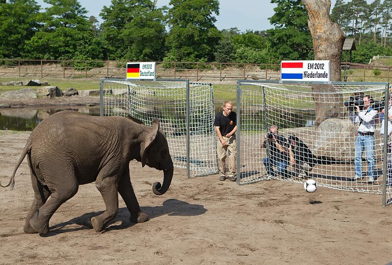 Deutschland gewinnt am Mittwoch gegen Holland - zumindest, wenn es nach der Elefantendame Nelly geht. Sportlich hatte sie den Ball ins niederländische Tor bugsiert. Kein Wunder bei dem Trainer - kein anderer als Sepp Maier hatte den Dickhäuter vorbereitet.
