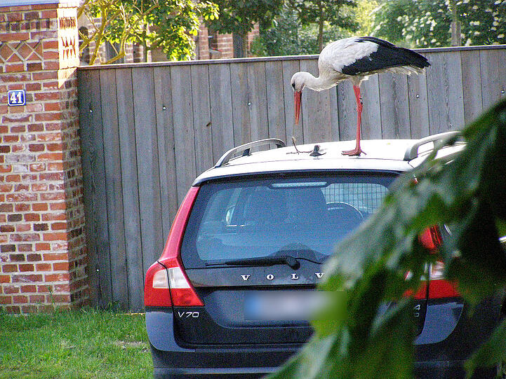 Der Vogel hat es schon seit Mai auf dunkle Autos abgesehen, in denen er sich spiegelt.