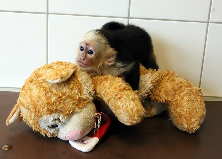 Biebers Affe ist 14 Wochen alt, unglaublich putzig - und derzeit unter Quarantäne. Der Sänger selbst hat sich bislang noch nicht beim Tierheim gemeldet. Wir haben die Gelegenheit genutzt und ein paar Fotos geschossen - zum Durchklicken!