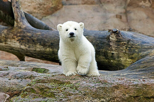 Die Mutter des verschwundenen Eisbärbabys brachte 2007 "Flocke" zur Welt. (Archivbild)
