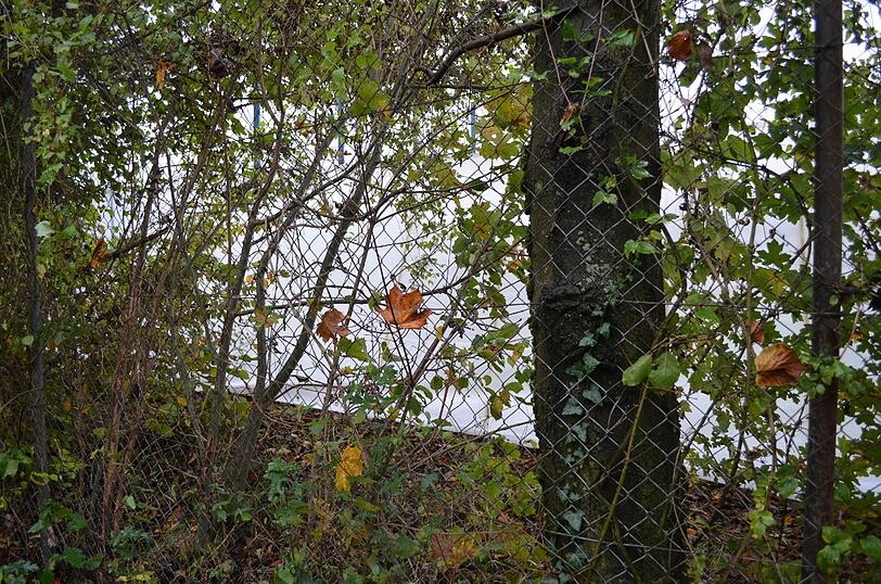 Die Löwen machen ernst und ziehen ihr Geheimtraining durch. Jetzt werden an der Grünwalder Straße weiße Folien hochgezogen. Die Bilder.