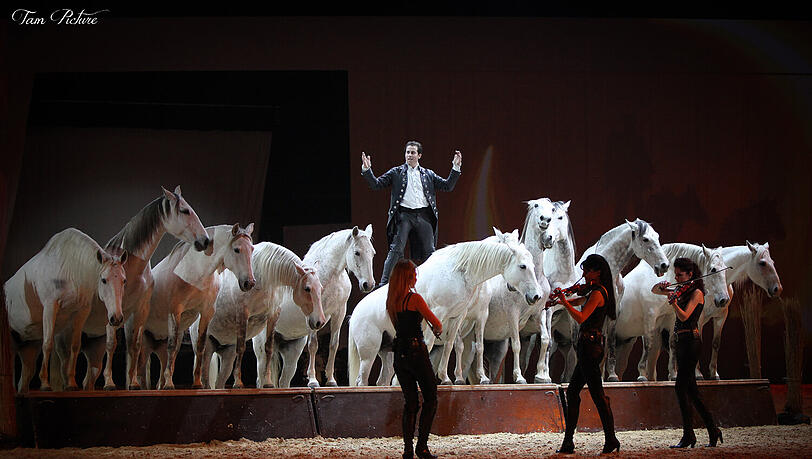 Cavallo Clasico. Cavallo Clasico.