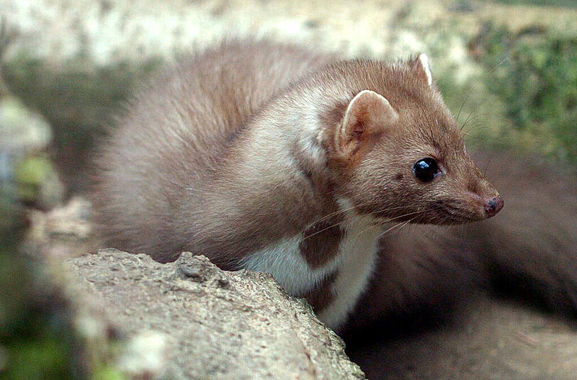Dass Marder gerne Autokabel anknabbern ist bekannt. Seltener ist es, dass die Tiere auch den Bahnverkehr zum Erliegen bringen.