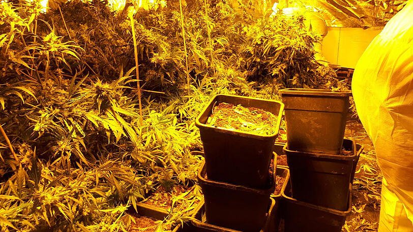 Das Polizeifoto zeigt den Cannabis-Anbau im sogenannten Horrorhaus von Höxter.