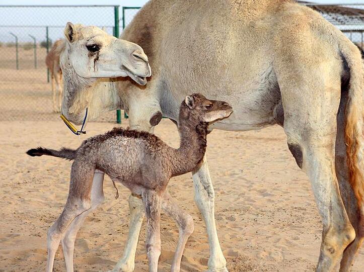 Das erste geklonte Kamel steht in Dubai neben einem erwachsenen Tier.