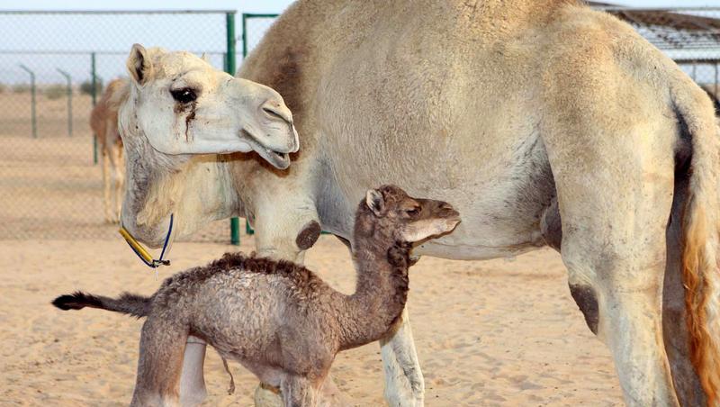 Das erste geklonte Kamel steht in Dubai neben einem erwachsenen Tier. Das erste geklonte Kamel steht in Dubai neben einem erwachsenen Tier.