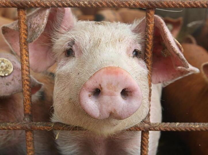 Verseuchtes Schweinefleisch ist möglicherweise auch in Bayern aufgetaucht.