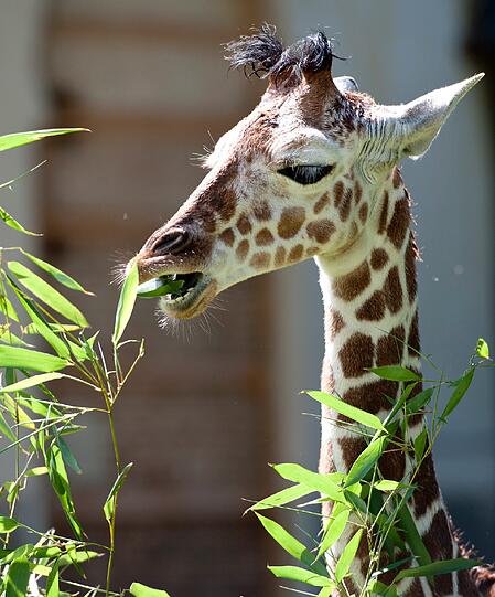 Das ca. 1,90 Meter grosse Giraffen-Maedchen kam vor zwoelf Wochen auf die Welt. Der Name Limber ist afrikanisch und bedeutet uebersetzt "grosse Freude".