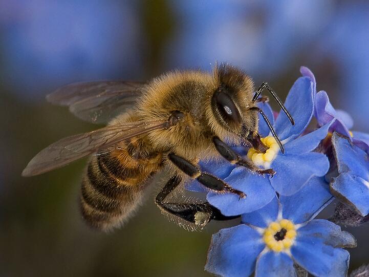 Sie ist nicht nur wegen des süßen Honigs und des duftenden Wachses populär. Wir verdanken der Honigbiene vor allem jede Menge Bestäubungsarbeit. Leider wird die Insektenart zunehmend zum Sorgenkind: Unter anderem setzt ihr die Varroamilbe zu. Nur gestochen werden möchte man nicht so gerne. Für die Biene ist das aber selbst kein Spaß. Nachdem sie zugestochen hat, stirbt sie. Sie ist nicht nur wegen des süßen Honigs und des duftenden Wachses populär. Wir verdanken der Honigbiene vor allem jede Menge Bestäubungsarbeit. Leider wird die Insektenart zunehmend zum Sorgenkind: Unter anderem setzt ihr die Varroamilbe zu. Nur gestochen werden möchte man nicht so gerne. Für die Biene ist das aber selbst kein Spaß. Nachdem sie zugestochen hat, stirbt sie.