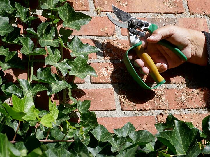 Efeubl&auml;tter eignen sich ebenfalls zur Produktion von Zero-Waste-Waschmittel - vor allem die dunklen Bl&auml;tter der Kletterpflanze. Diese enthalten waschaktive Substanzen (Saponine) und sind ganzj&auml;hrig verf&uuml;gbar. Pro Waschgang werden zehn bis zw&ouml;lf Bl&auml;tter zerkleinert und in einem Netzbeutel in der Trommel mitgewaschen. Aus Efeu l&auml;sst sich auch ein Fl&uuml;ssigwaschmittel herstellen ... ...