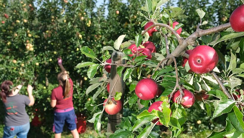 Mitstreiterinnen eines Obstbaubetriebes ernten Äpfel der Sorte Santana.