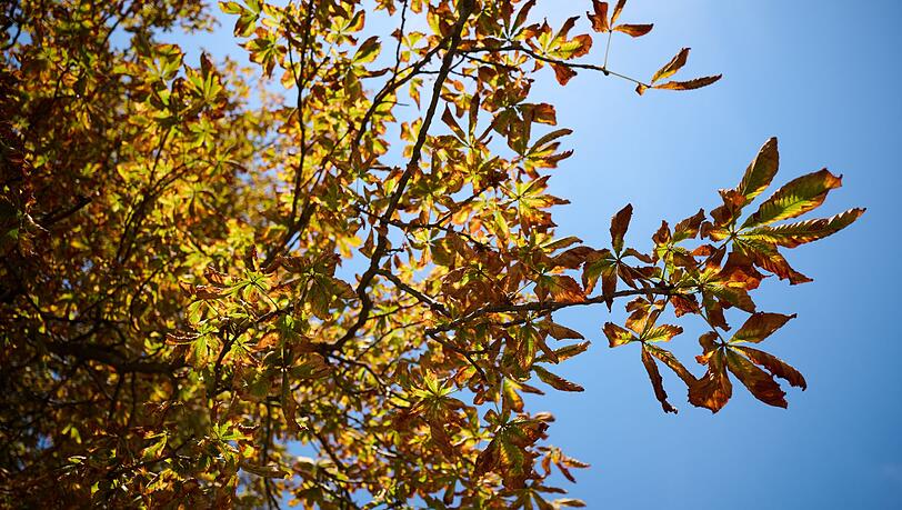 Der Herbst zeigt sich in den nächsten Tagen mit milderen Temperaturen. (Symbolbild) Der Herbst zeigt sich in den nächsten Tagen mit milderen Temperaturen. (Symbolbild)