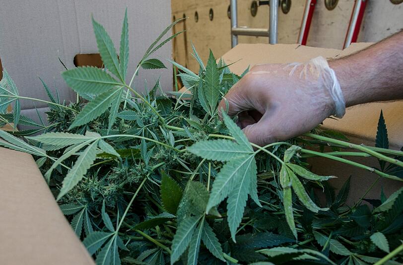 In Untergiesing haben Polizisten mehrere Cannabis-Pflanzen entdeckt (Archivfoto)