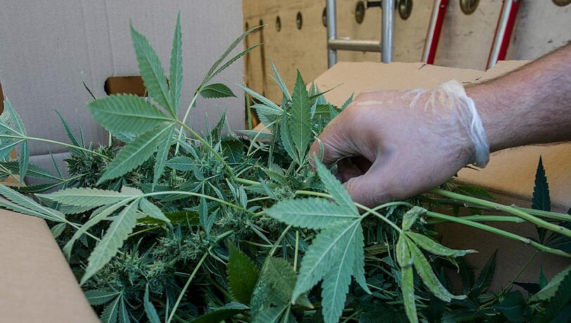 In Untergiesing haben Polizisten mehrere Cannabis-Pflanzen entdeckt (Archivfoto) In Untergiesing haben Polizisten mehrere Cannabis-Pflanzen entdeckt (Archivfoto)