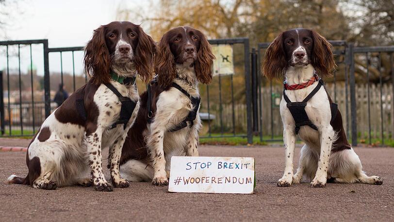 Die Veranstalter der Aktion "Wooferendum" wollen mit einem ungewöhnlichen Protestmarsch am 07.10. zum Londoner Parlament gegen den EU-Austritt protestieren. Sie erwarten Tausende Teilnehmer samt ihren Hunden.