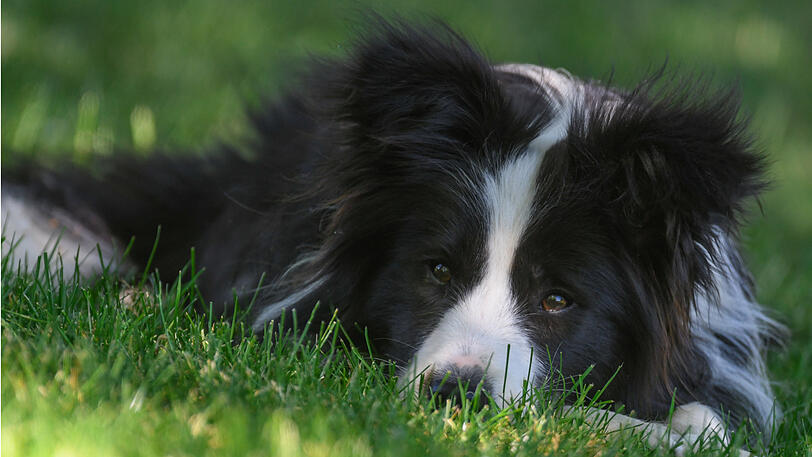 Bei dem Hund handelte es sich um einen Border Collie. (Archivbild)