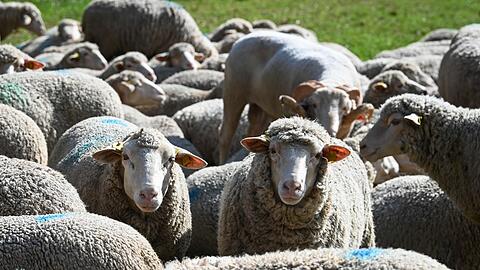 Rund 20 Tiere brechen aus ihrem Gehege aus. (Symbolbild)