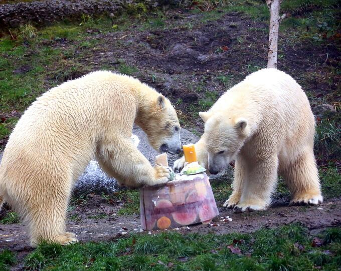 Im Tierpark Hellabrunn feiern die Eisbären Nela und Nobby mit ihrer Mutter Giovanna ihren 2. Geburtstag mit Eistorte und Spielzeug.