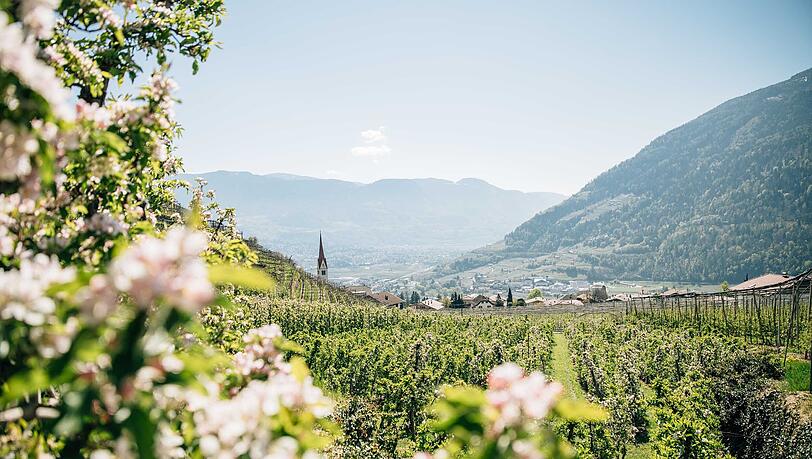 Das Gartendorf Algund verwandelt sich im Frühling in ein wahres Blütenmeer. Das Gartendorf Algund verwandelt sich im Frühling in ein wahres Blütenmeer.