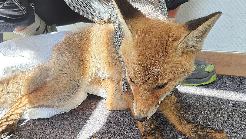 Der junge Fuchs wurde von der Feuerwehr gerettet.