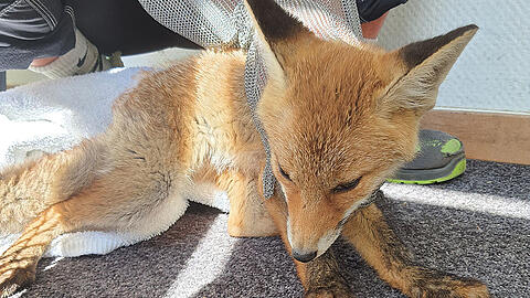 Der junge Fuchs wurde von der Feuerwehr gerettet.