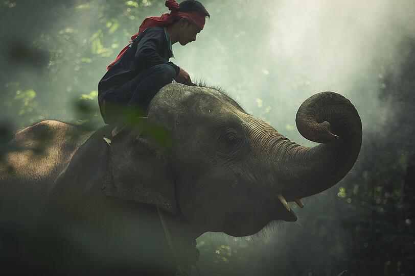 In Europa findet man wohl kaum jemanden, der diesen exotischen Beruf ausübt. In Asien ist er jedoch weit verbreitet: der Elefantenführer, auch Mahout genannt. Ursprüngliche haben Mahouts in Indien, Sri Lanka, Nordthailand und Myanmar Arbeitselefanten betreut. Heute verdienen sie ihr Geld oft mit Touristen, die sie auf den Dickhäutern reiten lassen. In Europa findet man wohl kaum jemanden, der diesen exotischen Beruf ausübt. In Asien ist er jedoch weit verbreitet: der Elefantenführer, auch Mahout genannt. Ursprüngliche haben Mahouts in Indien, Sri Lanka, Nordthailand und Myanmar Arbeitselefanten betreut. Heute verdienen sie ihr Geld oft mit Touristen, die sie auf den Dickhäutern reiten lassen.