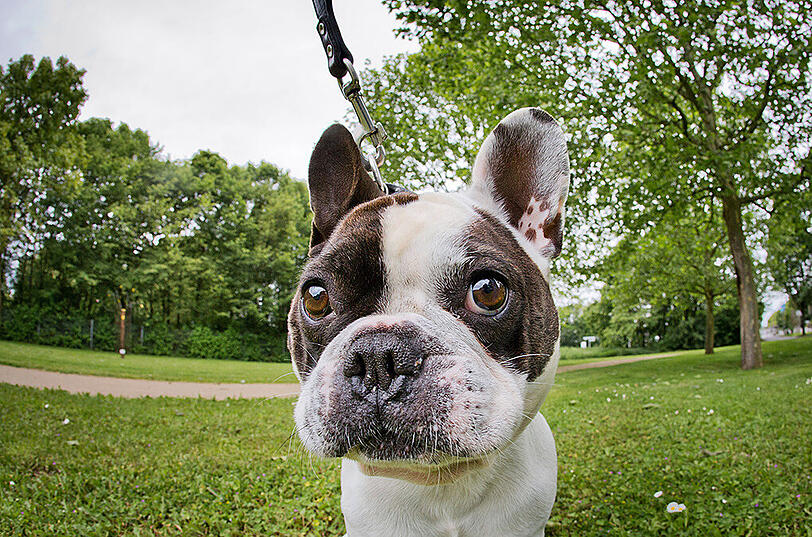 Platz 3: Die Französische Bulldogge ist derzeit groß in Mode.
