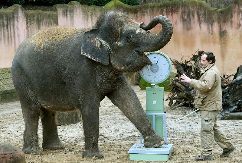 Elefantendame Manari scheint's Spaß zu machen. Sie wird im Erlebnis-Tiergarten Hannover gewogen. Aktuelles Gewicht: 2,7 Tonnen.