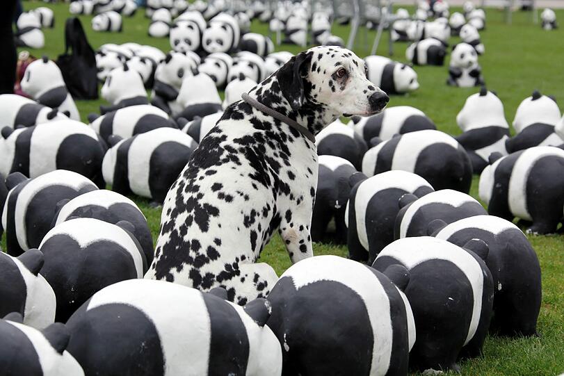 WWF Deutschland feiert 50-jähriges Bestehen: Die Panda-Skulpturen am Marienhof