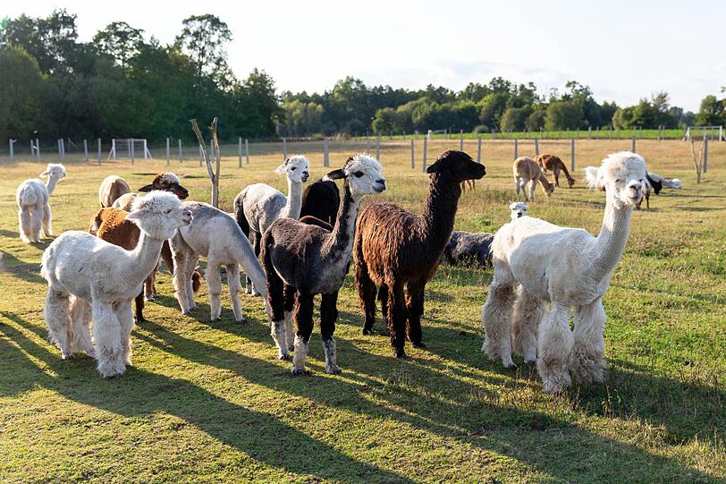Alpakas stammen aus den südamerikanischen Anden. Die Tiere sehen nicht nur niedlich aus, sondern sind auch ein geschätzter Wolllieferant. Die Fasern der Alpakawolle sind sehr fein, lang und glänzend. Alpakawolle ist fast genauso selbstreinigend wie Schafwolle. Wenn Sie Textilien aus Alpkawolle dennoch hin und wieder waschen möchten, dann am besten in lauwarmen Wasser. Alpakas stammen aus den südamerikanischen Anden. Die Tiere sehen nicht nur niedlich aus, sondern sind auch ein geschätzter Wolllieferant. Die Fasern der Alpakawolle sind sehr fein, lang und glänzend. Alpakawolle ist fast genauso selbstreinigend wie Schafwolle. Wenn Sie Textilien aus Alpkawolle dennoch hin und wieder waschen möchten, dann am besten in lauwarmen Wasser.