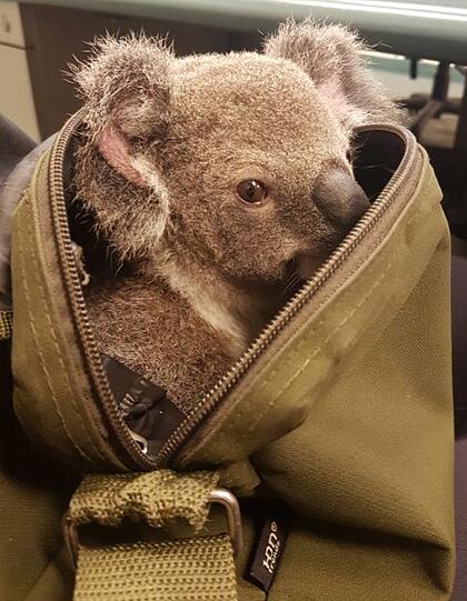 Bei einer Taschenkontrolle in Brisbaine trauten die Polizisten ihren Augen kaum: Eine Australierin versteckte in ihrem Rucksack tatsächlich einen Koala!