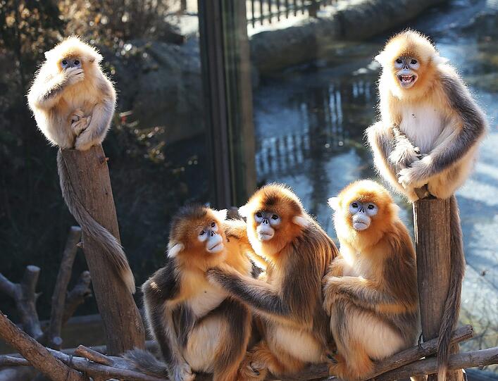 Diese Affen in einem Zoo in Seoul genießen trotz der Kälte die Sonne...