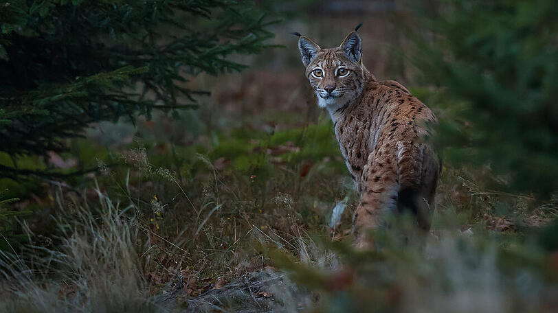 Scheuer Jäger mit Pinselohren: Der Luchs ist in den Bayerischen Wald zurückgekehrt
