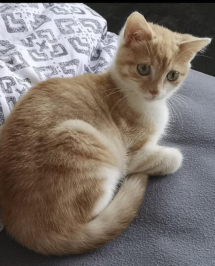 Benni