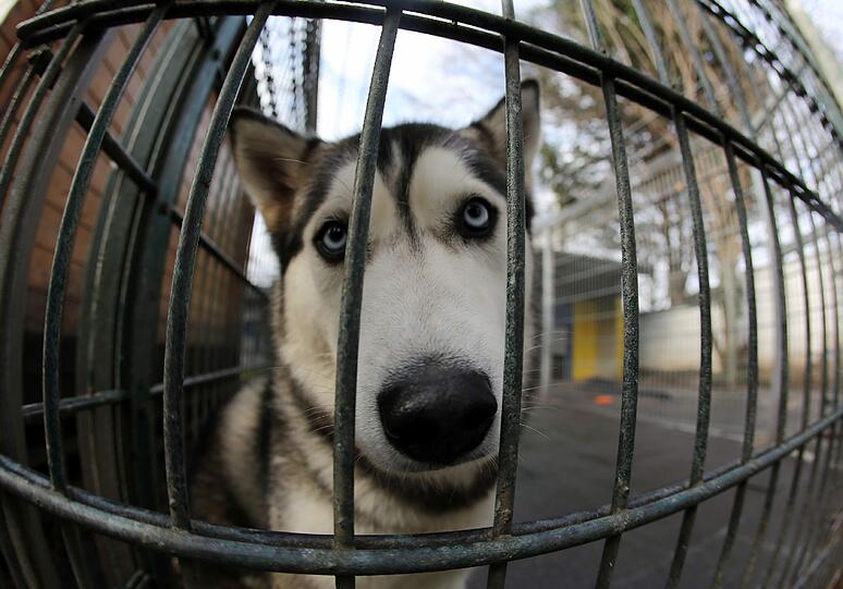 Ein Husky im Zwinger eines Tierheims. Jedem zweiten Heim droht die Pleite.