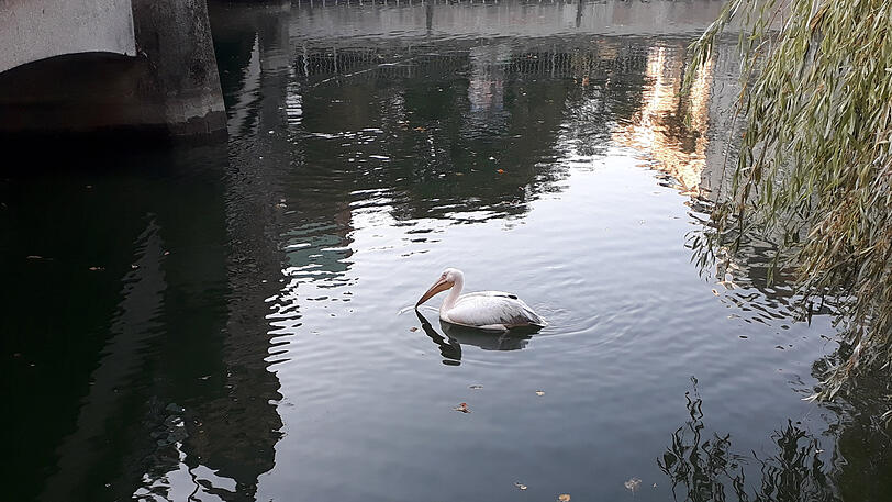Der Pelikan im Isarkanal.