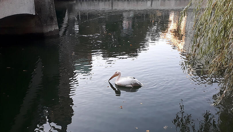 Der Pelikan im Isarkanal. Der Pelikan im Isarkanal.
