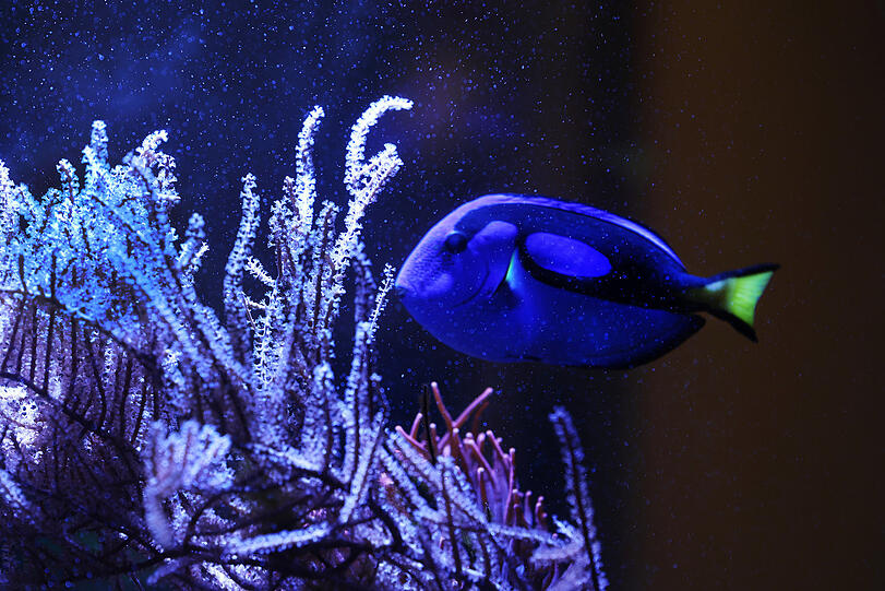 Big Blue: Sogar ein Aquarium ist in einem Schaufenster zu sehen.